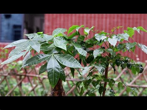 大門門口擋煞植物|風水植物門口佈置